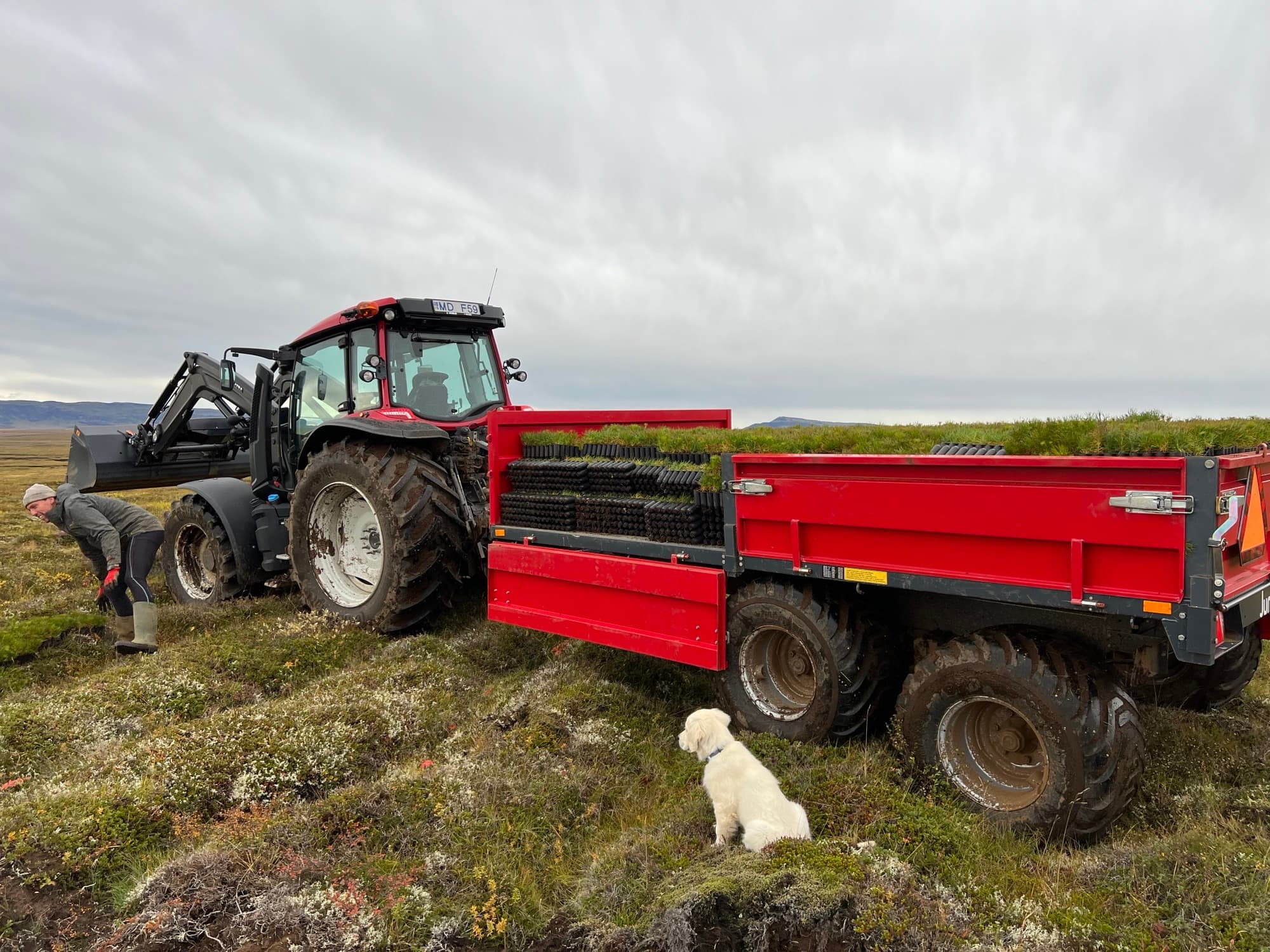A tractor with a seedling trailer, and a dog