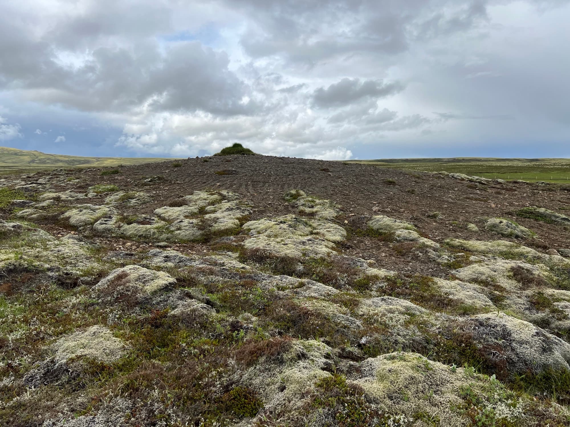 Heathland before planting