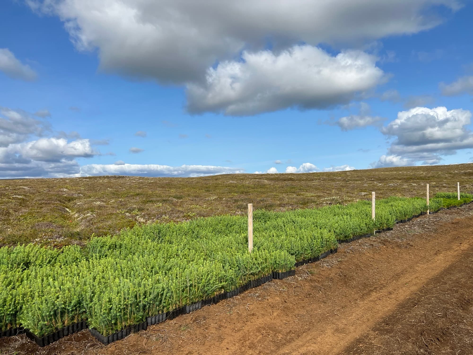 Seedling trays lined up along a track