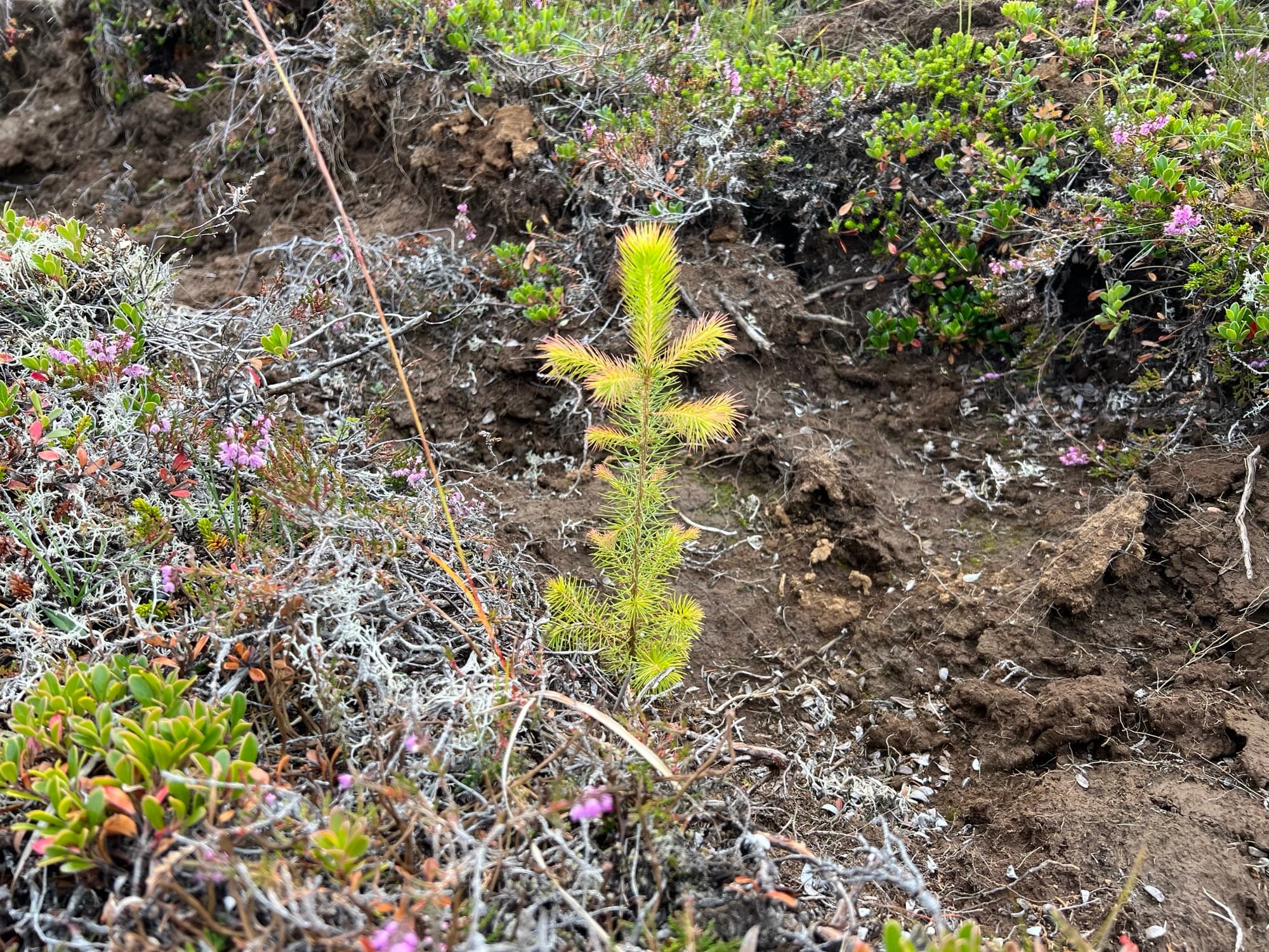 A young pine among heather
