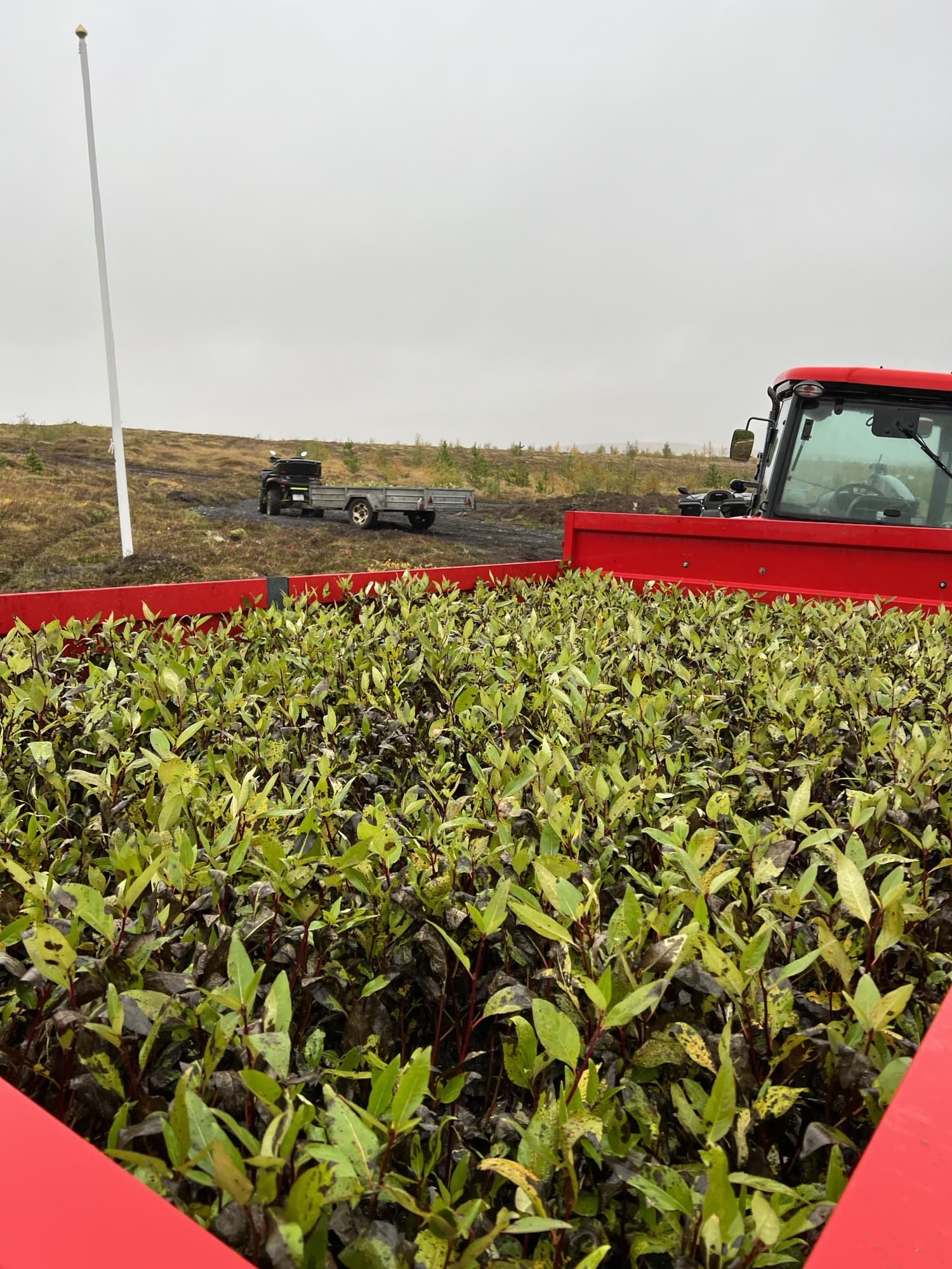 Seedlings loaded on the tractor trailer